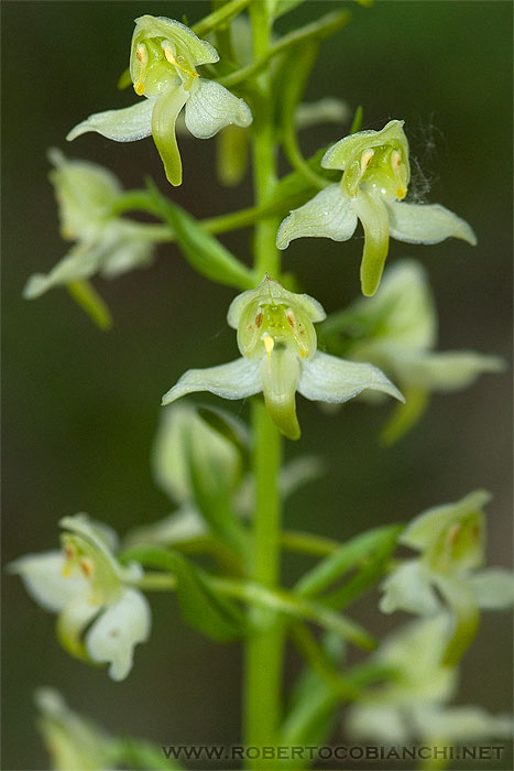 Platanthera chlorantha